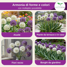 Carica l'immagine nel visualizzatore di Gallery, Magic of Nature: Semi di Aglio Gigante (60 pz) - Allium giganteum