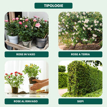 Carica l&#39;immagine nel visualizzatore di Gallery, Il Paese Verde Rose E Arbusti Fioriti 1kg - Concime Per Rose Granulare Per Fioriture Abbondanti E Profumo Intenso. Concime Per Arbusti Fioriti Come Glicine, Oleandro, Lavanda, Concime Siepe.