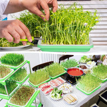 Carica l'immagine nel visualizzatore di Gallery, Hejo 5 Pezzi Vassoio Germinazione,Riutilizzabile Germogliatore per Semi Alimentari,Impilabile Semenzaio Germinazione,Min