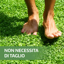 Carica l'immagine nel visualizzatore di Gallery, LERAVA Dicondra semi (40m²) - Non richiede taglio - Estrema resistenza alla siccità - semi dicondra per prato ideali per