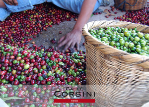 Caffè Corsini - American Coffee, Miscela di Caffè Macinato per Caffè Americano, Caffè Lungo e Caffè Filtro, Leggero e Profumato - 6 Confezioni da 250 Grammi Sottovuoto