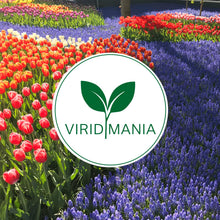 Carica l'immagine nel visualizzatore di Gallery, Bulbi di Tulipani | Collezione Varietà Esclusive da Autunno a Primavera | Alta Qualità e Controllo Selezionato | Fioritu