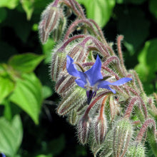 Carica l'immagine nel visualizzatore di Gallery, Borragine (Borago officinalis) - circa 50 semi