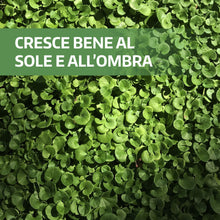 Carica l'immagine nel visualizzatore di Gallery, LERAVA Dicondra semi (40m²) - Non richiede taglio - Estrema resistenza alla siccità - semi dicondra per prato ideali per
