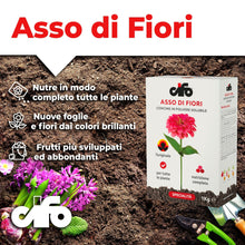 Carica l'immagine nel visualizzatore di Gallery, CIFO Asso di Fiori - Concime Piante Verdi e Fiorite in Polvere Solubile, Fertilizzante Orto, Giardino e Balcone - Contri