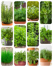 Carica l'immagine nel visualizzatore di Gallery, ZenGreens® Set di Semi di Erbe Aromatiche bio - 12 varietà antiche