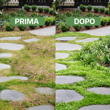 Carica l'immagine nel visualizzatore di Gallery, LERAVA Dicondra semi (40m²) - Non richiede taglio - Estrema resistenza alla siccità - semi dicondra per prato ideali per
