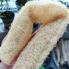 Carica l'immagine nel visualizzatore di Gallery, 1/4 Pezzi Spugna Vegetale Naturale Esfoliante per il Corpo, Spazzola Multiuso per Bagno e Spa, Strumento per la Pulizia 