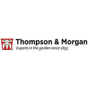 Thompson & Morgan Crescere Kit Regalo Scatole - Esotico Frutta - Ilgrandebazar