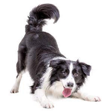 Carica l&#39;immagine nel visualizzatore di Gallery, Colonia al Profumo di Talco per Cani – Aroma Fresco e Balsamo... - Ilgrandebazar