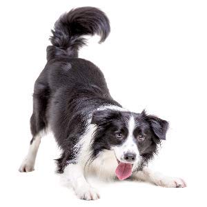 Colonia al Profumo di Talco per Cani – Aroma Fresco e Balsamo... - Ilgrandebazar