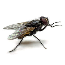 Carica l&#39;immagine nel visualizzatore di Gallery, Zig Zag, Spaziotempo, Insetticida Multinsetto Spray per insetti striscianti...