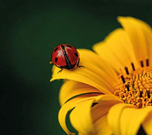 Carica l&#39;immagine nel visualizzatore di Gallery, Feel Green Ecocube Girasole, Certificato Biologico, Idea Regalo sostenibile... - Ilgrandebazar