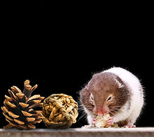 Carica l'immagine nel visualizzatore di Gallery, JJYHEHOT 8 Pack Giocattoli per Piccoli Animali Toy Giocattolo in...