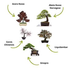 Carica l'immagine nel visualizzatore di Gallery, Cultivea Mini - Bonsai Ready-to-Grow Kit - Semi francesi 100% ecologici - Giardino e decorazione - Idea regalo (Mela rossa, Cercis cinese, Ginepro, Liquidambar, Abete rosso)