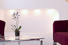 Carica l&#39;immagine nel visualizzatore di Gallery, Hobby Flower Adel - piatto tondo per orchidee e irrigazione, 20 x Trasparente