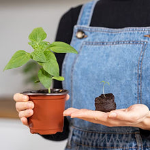 Carica l'immagine nel visualizzatore di Gallery, OwnGrown Compresse Terriccio Di Cocco Con Sostanze Nutritive - 40 Pezzi, senza Ripicchettare e senza Torba - Terriccio Fibra Di Cocco Per Orchidee, Bonsai, Piante grasse, Verdi, Da Interno