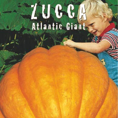 ZUCCA Atlantic Giant (Cucurbita maxima duchesne)