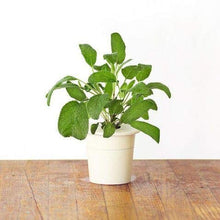 Carica l&#39;immagine nel visualizzatore di Gallery, Click &amp; Grow Starter Pack Erbe Aromatiche - Set di 3 confezioni capsule... - Ilgrandebazar