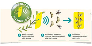 Solabiol Cattura Insetti con feromone per olivo, 5 trappole