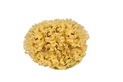 Croll & Denecke M080 - spugna naturale dal Mar Mediterraneo (qualità ca. 8 cm - Ilgrandebazar