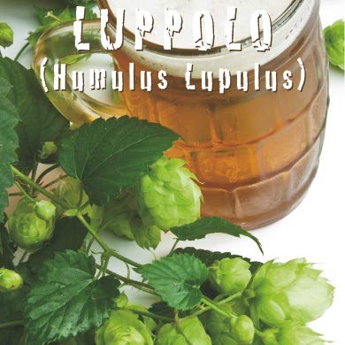 LUPPOLO (Humulus Lupulus) - SEMI - Ilgrandebazar