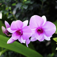 Carica l&#39;immagine nel visualizzatore di Gallery, TERRICCIO PER ORCHIDEE 5 Litri - Ilgrandebazar