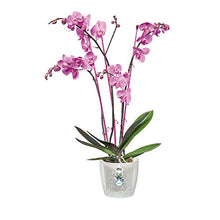 Carica l&#39;immagine nel visualizzatore di Gallery, Elho Brussels Orchid Vaso di Fiori, Trasparente, 13x13x11.4 cm Trasparente