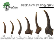 Carica l'immagine nel visualizzatore di Gallery, Giocattolo morditore per Cani 100% Naturale di Corno Cervo (L 151-225g)