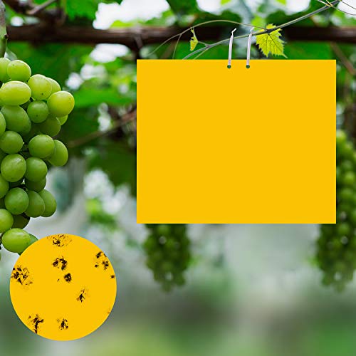 Ulikey 30 Pezzi Trappole Appiccicose, Biadesivo per Insetti,...
