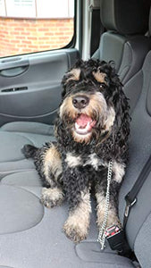 Ezee Paws, Cintura di Sicurezza in Metallo per Cani, a Prova di... - Ilgrandebazar