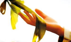 GUAM - Fanghi d'Alga, Confezioni da 500 gr - Ilgrandebazar