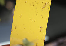 Carica l&#39;immagine nel visualizzatore di Gallery, Plai 30 Fogli MoscheTrappola(giallo 20 x 25 cm), Trappola Bi-adesiva per 30