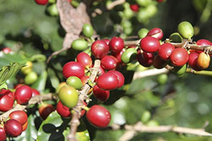 Caffè Corsini - Classico Italiano Miscela di in Capsule Compatibili...