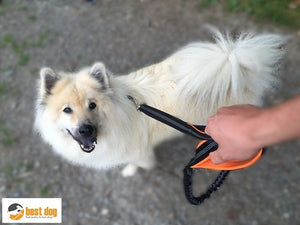 BEST DOG - Premium Guinzaglio per cani di grossa taglia, arancio-nero - Ilgrandebazar