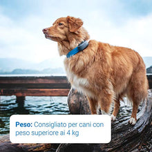 Carica l&#39;immagine nel visualizzatore di Gallery, Nuovo localizzatore Tractive GPS per cani 2019 con monitoraggio dell&#39;attività - Ilgrandebazar