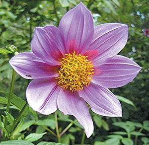 Dalia IMPERIALE (Dahlia IMPERIALIS) - 1 Tubero - Colore Rosa BULBI DA FIORE... - Ilgrandebazar