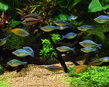 Carica l'immagine nel visualizzatore di Gallery, Seachem Pristine 100ML BATTERI X ELIMINARE RIFIUTI ORGANICI DETRITI Acquario - Ilgrandebazar