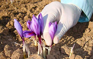 Gourmetia Zafferano in pistilli, puro di Prima Qualità 1g -...