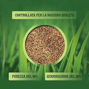LERAVA CHAMPION - semi prato resistente - sementi prato resistenti alla siccità - seme prato poca acqua - calpestabile - adatti a tutti i luoghi e tipi di terreno - 30m²