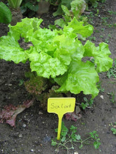 Carica l&#39;immagine nel visualizzatore di Gallery, Connex Sunflower FLOR78750 Targhette per Piante, Giallo, Altezza: 150 mm, Area di etichettatura: 55 x 35 mm, 15 unità