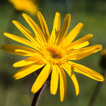 Carica l&#39;immagine nel visualizzatore di Gallery, Weleda Arnica Olio Massaggio - 200 ml.