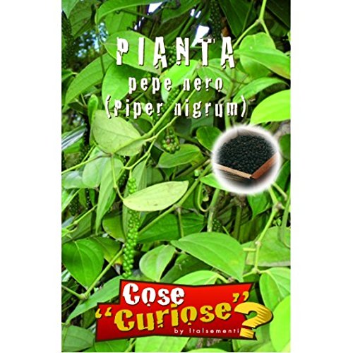 Semi - Pepe nero - Piper Nigrum - Ilgrandebazar
