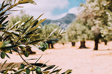 Carica l&#39;immagine nel visualizzatore di Gallery, Olio Extra vergine di Oliva Coppini Biologico Italiano 1 latta da 5 Lt...