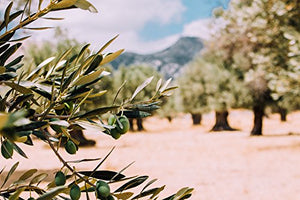 Olio Extra vergine di Oliva Coppini Biologico Italiano 1 latta da 5 Lt...