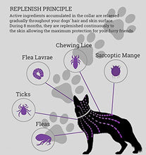 Carica l&#39;immagine nel visualizzatore di Gallery, Collare antipulci e zecche per Cani, Regolabile Impermeabile, 1 pacco