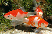 Carica l&#39;immagine nel visualizzatore di Gallery, Sera Mangime in Scaglie, Pond Flakes - 3800 ml