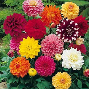 Dalia DECORATIVA - 3 Tuberi Bulbi di Dahlia - BULBI DA FIORE PRIMAVERILI - Ilgrandebazar