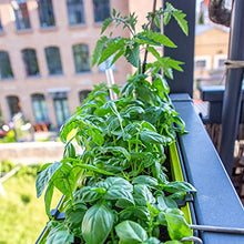 Carica l'immagine nel visualizzatore di Gallery, Owngrown - Set Di Semi Di Erbe Semi Da Piantare - 12 Erbe Per Giardino E Cucina . Semi Di Prezzemolo, Erbe Di Provenza, Erbe Italiane, Semi Di Coriandolo, Semi Di Aneto