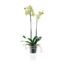 Carica l&#39;immagine nel visualizzatore di Gallery, VASO TRASPARENTE &quot;PORTO&quot; CON SUPPORTO PER ORCHIDEE DIAMETRO CM 14 COMPLETO... - Ilgrandebazar